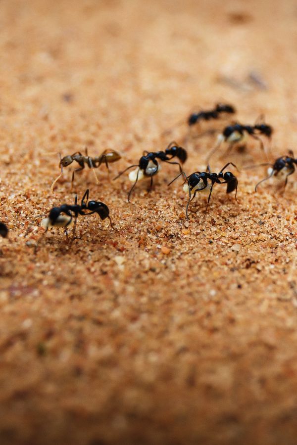 Ameisenbekämpfung Aachen - Kammerjäger in Aachen - Schädlingsbekämpfung - Wespen - Ameisen - Mäuse - Ratten - Silberfische - Motten - Tauben - Fliegen - Marder - Schädlinge bekämpfen lassen