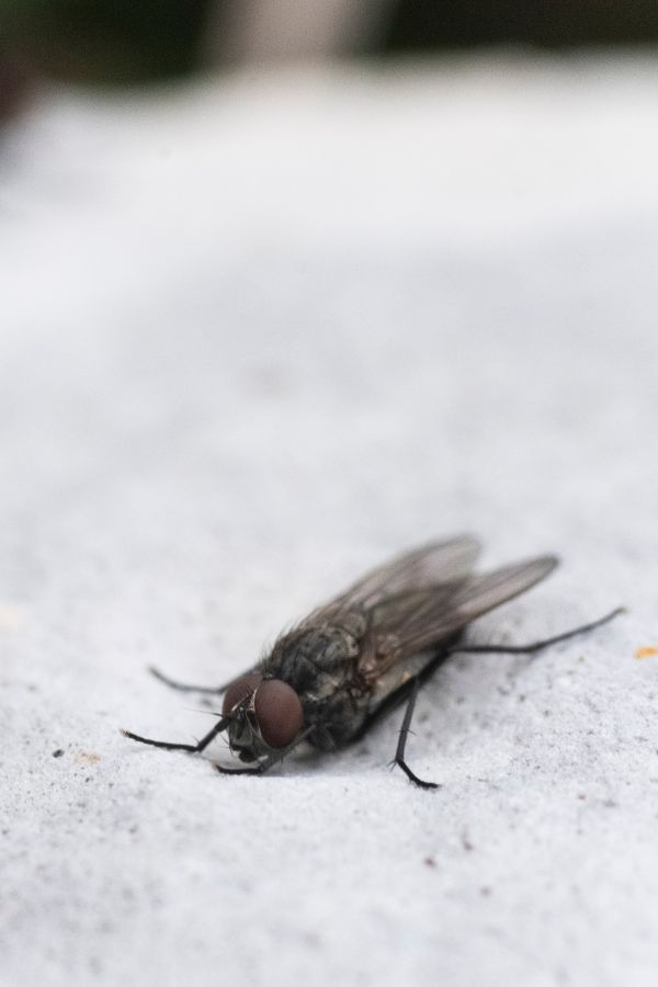 Fliegenbekämpfung Aachen - Kammerjäger in Aachen - Schädlingsbekämpfung - Wespen - Ameisen - Mäuse - Ratten - Silberfische - Motten - Tauben - Fliegen - Marder - Schädlinge bekämpfen lassen (1)