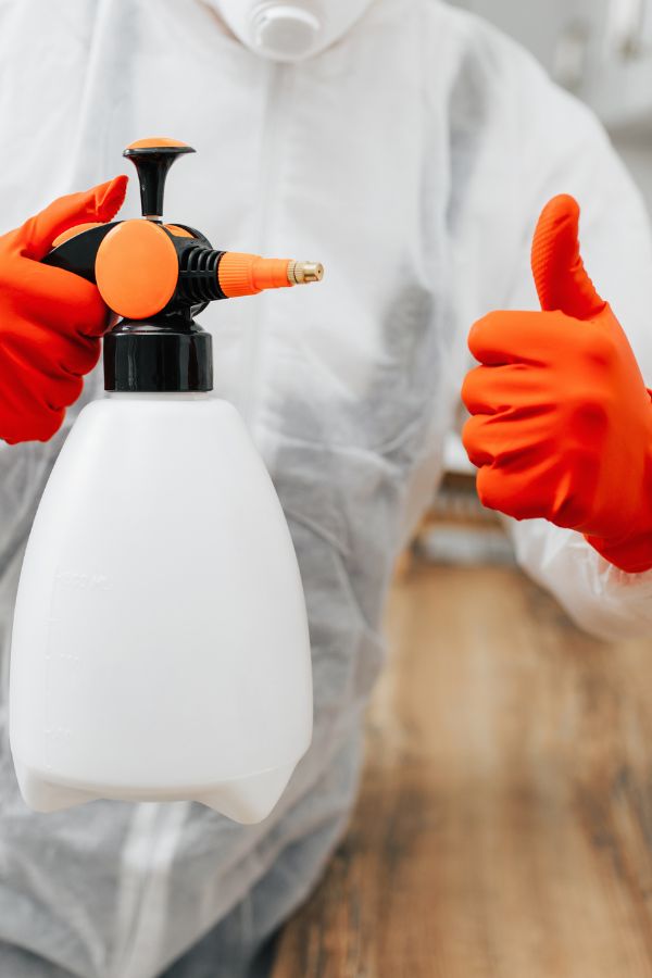 Kammerjäger in Aachen - Schädlingsbekämpfung - Wespen - Ameisen - Mäuse - Ratten - Silberfische - Motten - Tauben - Fliegen - Marder - Schädlinge bekämpfen lassen (1)