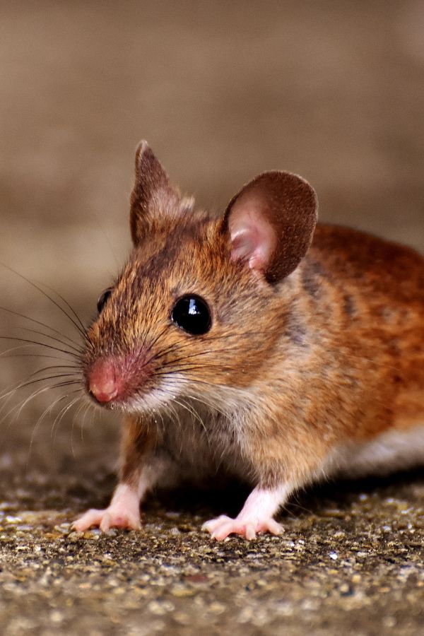 Mäusebekämpfung Aachen - Kammerjäger in Aachen - Schädlingsbekämpfung - Wespen - Ameisen - Mäuse - Ratten - Silberfische - Motten - Tauben - Fliegen - Marder - Schädlinge bekämpfen lassen