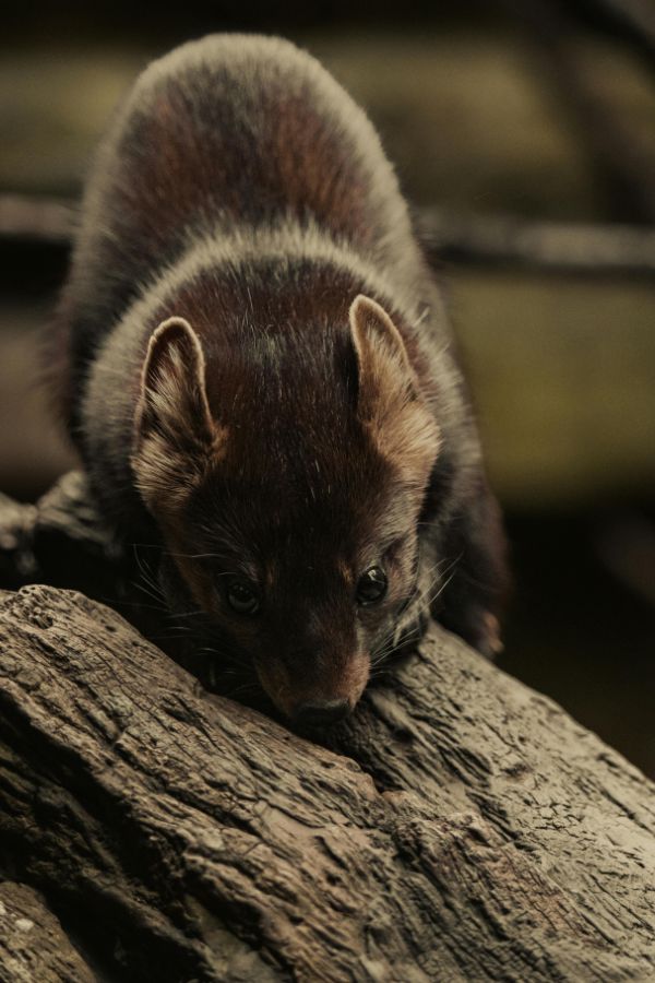 Mardervergrämung Aachen - Kammerjäger in Aachen - Schädlingsbekämpfung - Wespen - Ameisen - Mäuse - Ratten - Silberfische - Motten - Tauben - Fliegen - Marder - Schädlinge bekämpfen lassen (1)