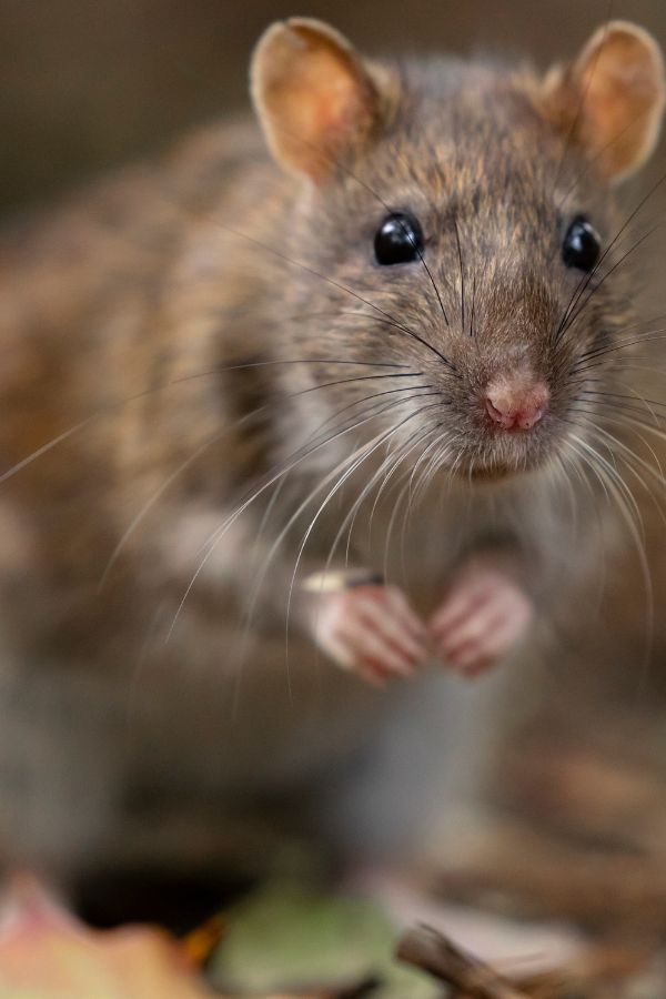 Rattenbekämpfung Aachen - Kammerjäger in Aachen - Schädlingsbekämpfung - Wespen - Ameisen - Mäuse - Ratten - Silberfische - Motten - Tauben - Fliegen - Marder - Schädlinge bekämpfen lassen (1)