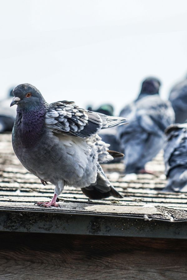 Taubenabwehr Aachen - Kammerjäger in Aachen - Schädlingsbekämpfung - Wespen - Ameisen - Mäuse - Ratten - Silberfische - Motten - Tauben - Fliegen - Marder - Schädlinge bekämpfen lassen (1)