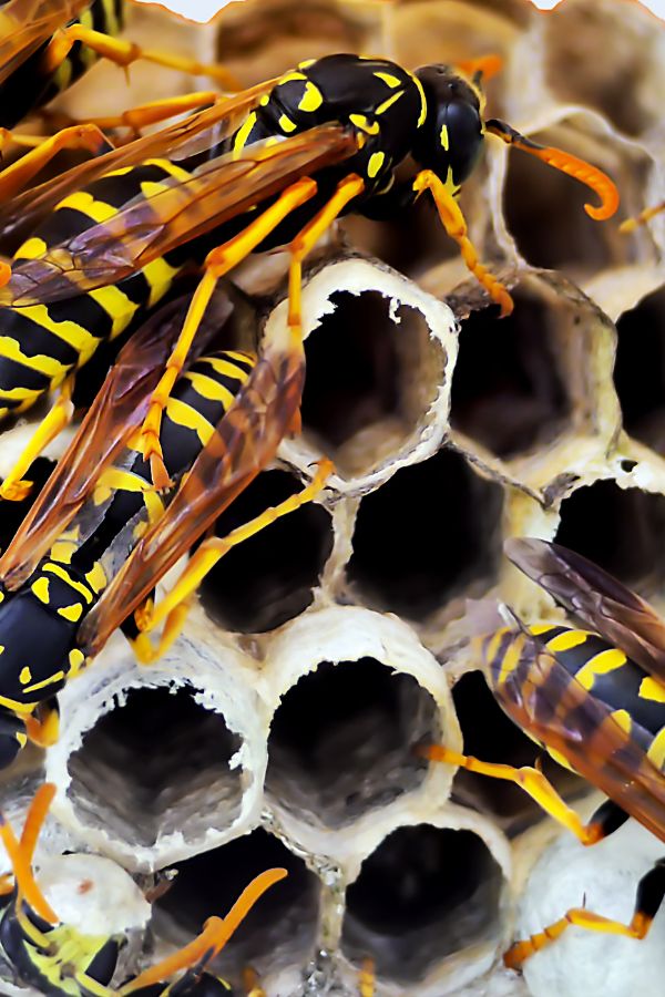 Wespenbekämpfung Aachen - Kammerjäger in Aachen - Schädlingsbekämpfung - Wespen - Ameisen - Mäuse - Ratten - Silberfische - Motten - Tauben - Fliegen - Marder - Schädlinge bekämpfen lassen (1)