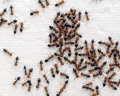 Ameisenbekämpfung Aachen - Kammerjäger in Aachen - Schädlingsbekämpfung - Wespen - Ameisen - Mäuse - Ratten - Silberfische - Motten - Tauben - Fliegen - Marder - Schädlinge bekämpfen lassen