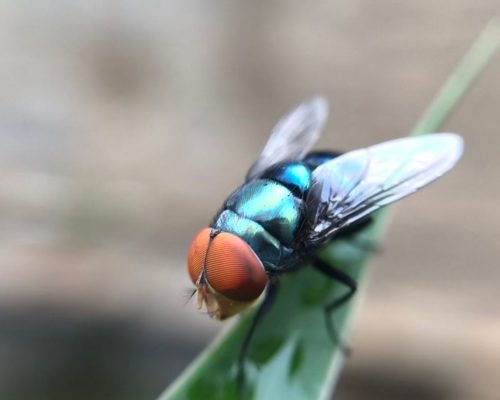 Fliegenbekämpfung Aachen - Kammerjäger in Aachen - Schädlingsbekämpfung - Wespen - Ameisen - Mäuse - Ratten - Silberfische - Motten - Tauben - Fliegen - Marder - Schädlinge bekämpfen lassen (1)