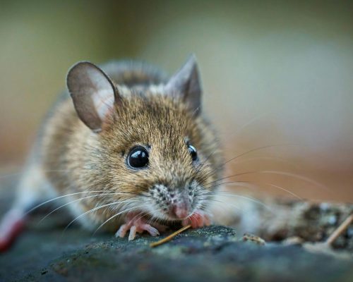 Mäusebekämpfung Aachen - Kammerjäger in Aachen - Schädlingsbekämpfung - Wespen - Ameisen - Mäuse - Ratten - Silberfische - Motten - Tauben - Fliegen - Marder - Schädlinge bekämpfen lassen