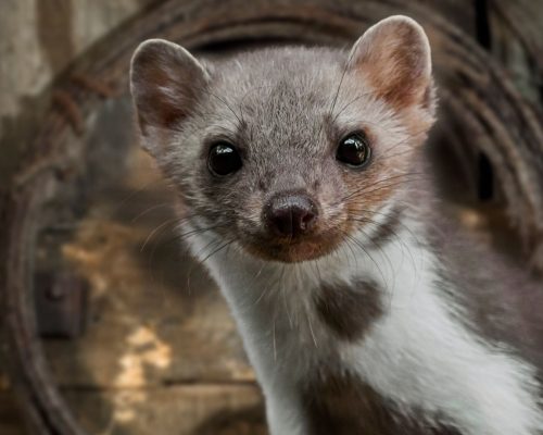 Mardervergrämung Aachen - Kammerjäger in Aachen - Schädlingsbekämpfung - Wespen - Ameisen - Mäuse - Ratten - Silberfische - Motten - Tauben - Fliegen - Marder - Schädlinge bekämpfen lassen (1)