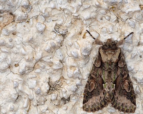 Mottenbekämpfung Aachen - Kammerjäger in Aachen - Schädlingsbekämpfung - Wespen - Ameisen - Mäuse - Ratten - Silberfische - Motten - Tauben - Fliegen - Marder - Schädlinge bekämpfen lassen