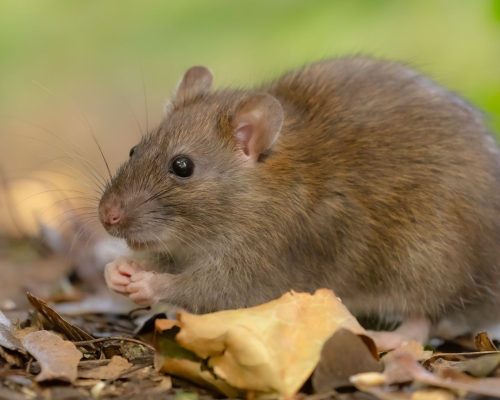 Rattenbekämpfung Aachen - Kammerjäger in Aachen - Schädlingsbekämpfung - Wespen - Ameisen - Mäuse - Ratten - Silberfische - Motten - Tauben - Fliegen - Marder - Schädlinge bekämpfen lassen (1)