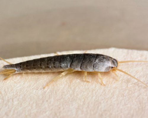 Silberfischbekämpfung Aachen - Kammerjäger in Aachen - Schädlingsbekämpfung - Wespen - Ameisen - Mäuse - Ratten - Silberfische - Motten - Tauben - Fliegen - Marder - Schädlinge bekämpfen lassen