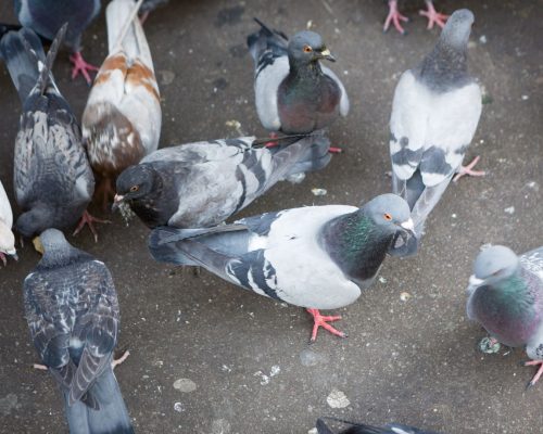 Taubenabwehr Aachen - Kammerjäger in Aachen - Schädlingsbekämpfung - Wespen - Ameisen - Mäuse - Ratten - Silberfische - Motten - Tauben - Fliegen - Marder - Schädlinge bekämpfen lassen (1)