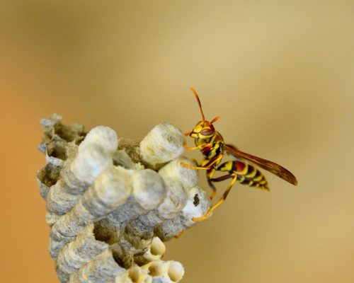 Wespenbekämpfung Aachen - Kammerjäger in Aachen - Schädlingsbekämpfung - Wespen - Ameisen - Mäuse - Ratten - Silberfische - Motten - Tauben - Fliegen - Marder - Schädlinge bekämpfen lassen (1)